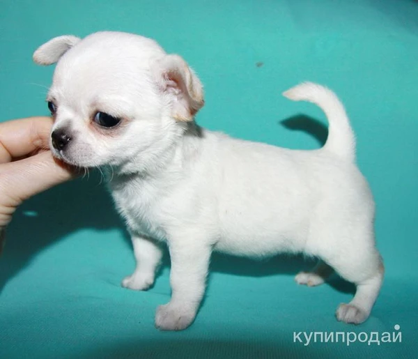 Фото чихуахуа белоснежный мальчик шоу