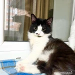 Фото №6 Пушистый котёнок Нафаня в добрые руки