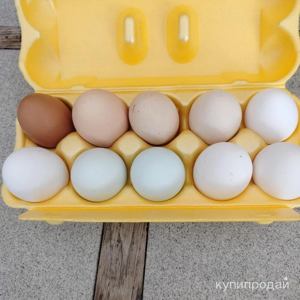 Фото Яйца