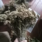 Фото №2 Тысячелистник. Цена за 100 грамм.