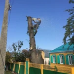 Фото №2 Пилим деревья любой сложности 