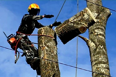 Фото Спилим Деревья в Чалтыре