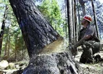 фото Спилим любое сложное дерево