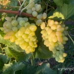 Фото №2 Фрукты