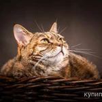 Фото №5 Фиона - серьёзная кошечка