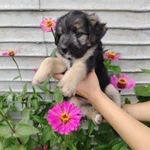 Фото №3 Щенки Бесплатно