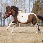 Фото №5 Продажа пони. Пони-ферма