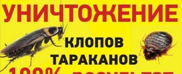 Фото Уничтожение клопов тараканов