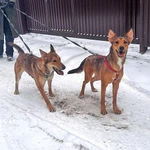 Фото №7 Молодые абсолютно домашние собачки Майра и Онда в добрые руки