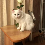 Фото №2 Нужен кот ангорка для вязки