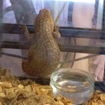 Фото №2 Шипохвостый сцинк Пилбара