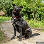 Фото №5 Маруся-Юся идеальная собака