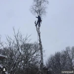 Фото №2 ВАЛКА СПИЛ ДЕРЕВЬЕВ. РАСЧИСТКА УЧАСТКОВ. В УСЛОВИЯХ ОГРАНИЧЕННОГО ПРОСТРАНСТВА.