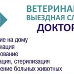 Фото №3 Ветеринар