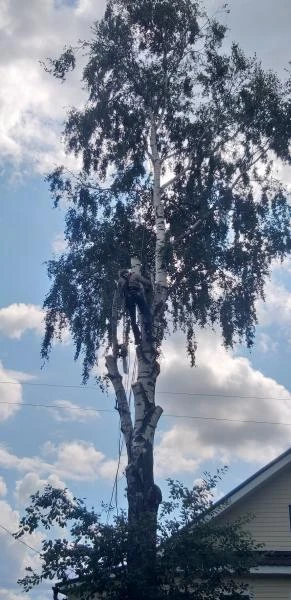 Фото Спил деревьев любой сложности