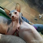 Фото №7 ЛАСКОВЫЕ И НЕЖНЫЕ КОТОДЕТКИ