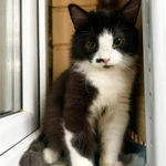 Фото №5 Пушистый котёнок Нафаня в добрые руки