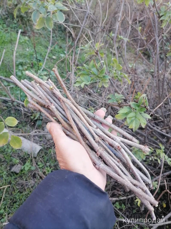 Фото Палочки чёрной бузины.