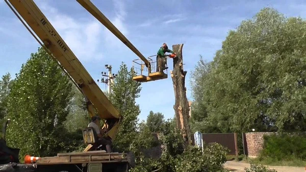 Фото Удаление (Валка) и обрезка деревьев, расчистка территорий, демонтаж