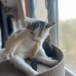 Фото №2 Котенок Булочка в добрые руки