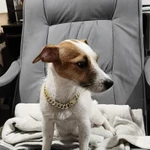 Фото №5 Замечательные щенки Джек Рассел терьера