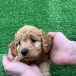 Фото №2 Кокапу