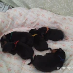 Фото №7 Щенки цвергпинчер