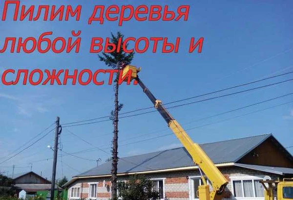 Фото Спил деревьев в Тюмени