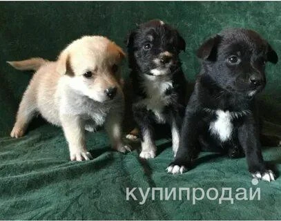 Фото Щенята в добрые руки