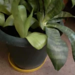 Фото №7 Сансеверия