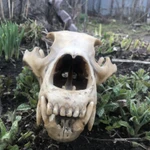 Фото №3 Череп медведя имитация