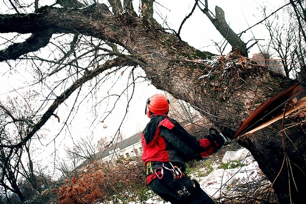 Фото пилим и обрезаем деревья