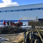 Фото №3 Удаление, вырубка, обрезка деревьев в Подольске