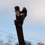 Фото №3 Безопасный и Профессиональный спил деревьев 