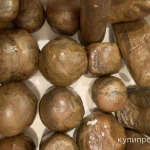 фото Прополис