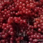 фото Ягода калина