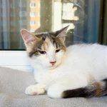 Фото №8 Котенок Веснушка - воплощение позитива и радости в дар