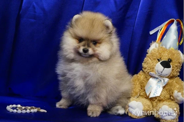 Фото Щенок померанского шпица- мальчик