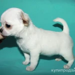 Фото №3 чихуахуа белоснежный мальчик шоу