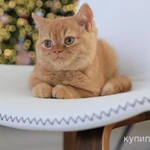 Фото №2 Продам Британского котика по имени Ирис