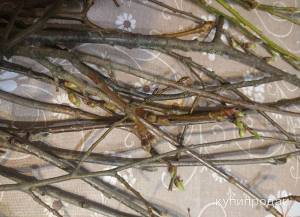 Фото Свежие веточки березы, липы, ивы, осины