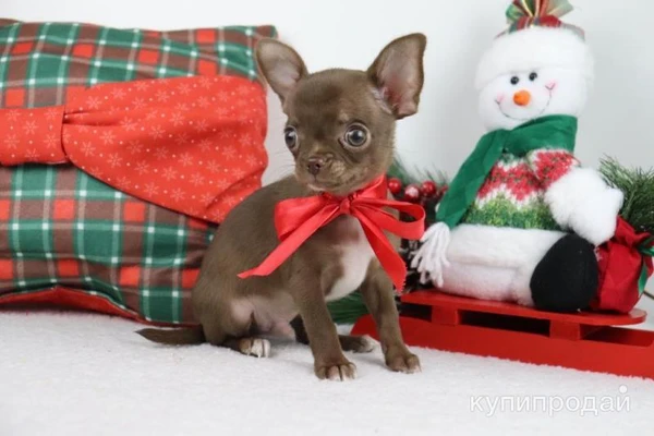 Фото Чихуахуа щенки лиловые и шоколадные Москва