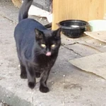 Фото №2 Кошечка Ягодка в добрые руки