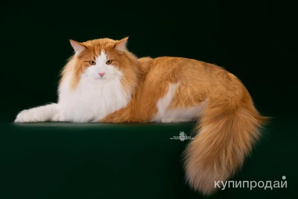 Фото Котëнок норвежской лесной кошки.