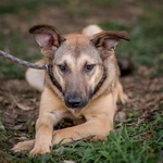 Фото №5 Энни - молодая, дружелюбная, короткошерстная девочка ищет дом