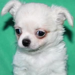 Фото №2 чихуахуа белоснежный мальчик шоу