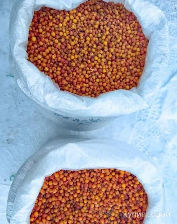 Фото облепиха