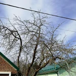 Фото №7 Уход за плодовыми деревьями и кустарниками, стрижка газона