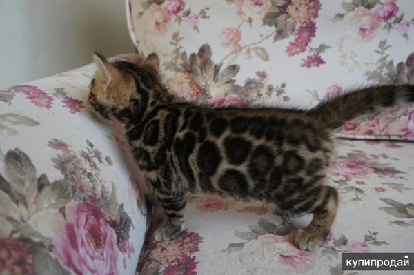 Фото Бенгальские котята - мальчики и девочки