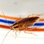 Фото №10 Дезинсекция